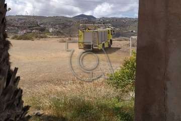 Una palmera con su tronco enfermo se desploma sobre la vía de acceso a Lomo Blanco (Foto TA)